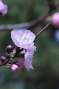 碧桃花  