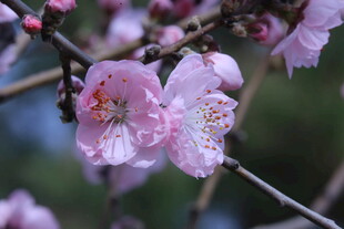 碧桃花  