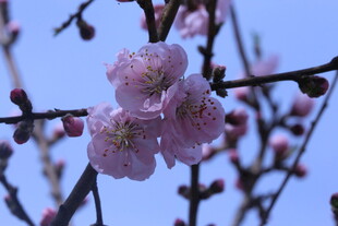 碧桃花 