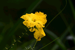 黄花