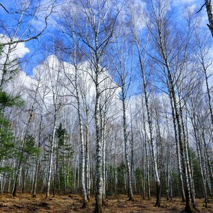 冬日白桦林美景