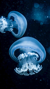 梦幻水母在深海中飘逸
