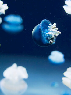 梦幻蓝色水母水中漂浮