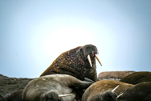 海象群栖息于岩石之上