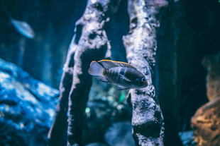 水族馆中灵动的鱼