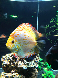 多彩七彩神仙鱼在水族箱中