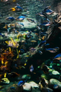 多彩水族馆内的缤纷鱼类