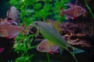多彩水族箱中的灵动鱼儿