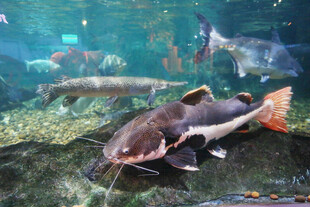 水族馆中的鲶鱼特写