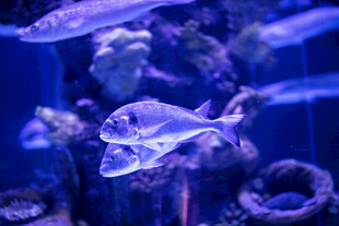 水族馆中的多彩鱼类