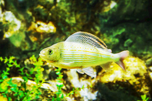 水族箱中的条纹观赏鱼