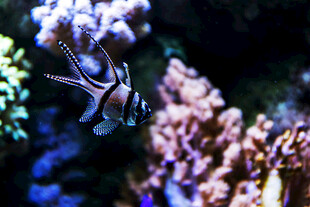 水族馆中优雅游动的条纹鱼