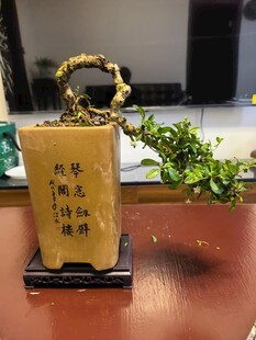 盆景