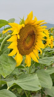 灿烂向日葵花海特写