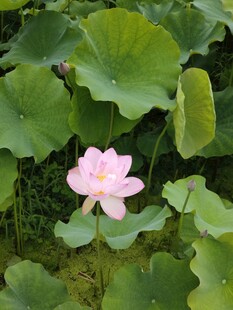 粉色荷花绽放于荷叶间