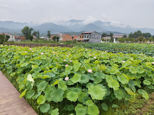 田园荷塘风光