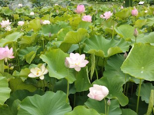 夏日荷塘绽放的粉嫩荷花
