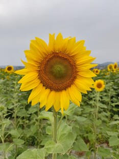 向日葵花田中的灿烂花朵