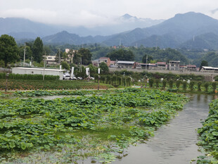 田园水乡风光