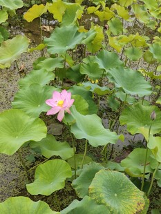 粉色荷花绽放于绿叶间