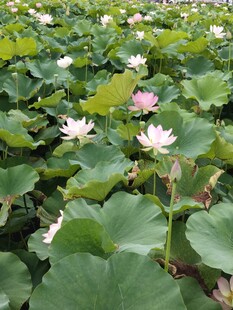 夏日荷塘荷花绽放