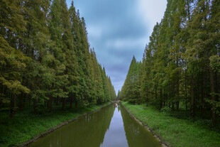 林间河道绿意盎然的美景