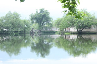 宁静湖畔绿树倒影美景