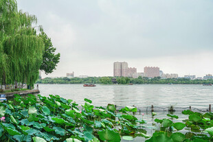 湖畔荷叶垂柳城市风光