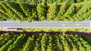 林间公路绿意盎然的风景