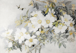 白蔷薇花卉绘画作品
