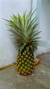单个新鲜菠萝靠墙摆放