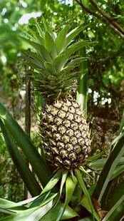 田间生长的新鲜菠萝