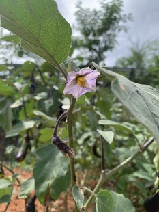 茄子花