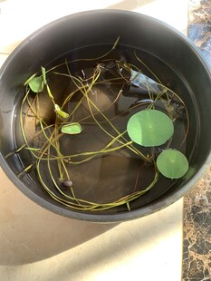 初放的碗莲