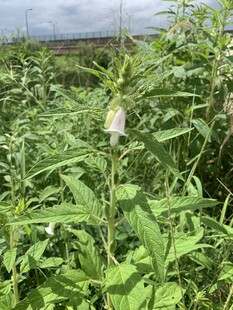 一株芝麻