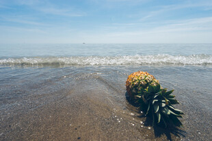 海滩上的鲜花