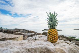 海边岩石上的金黄菠萝
