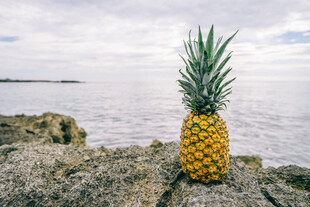 海边岩石上的金黄菠萝