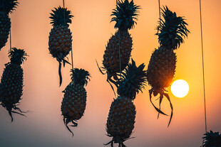 夕阳下悬挂的菠萝剪影