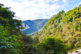 山间葱郁美景
