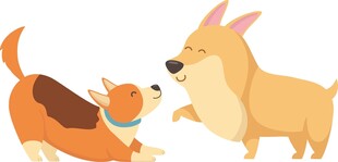 两只萌犬互动瞬间