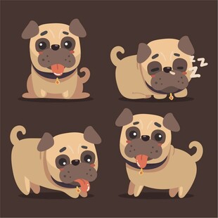 可爱八哥犬的多样表情