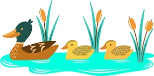 鸭妈妈带小鸭水中游