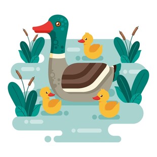鸭妈妈带小鸭子水中游