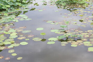 池塘中的睡莲与水生植物