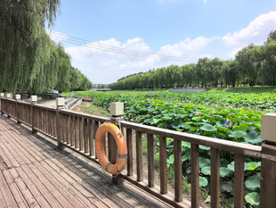 湖畔木栈道旁的荷花美景