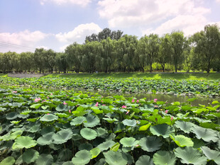 夏日荷塘美景