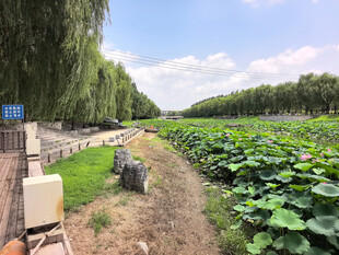 田园荷塘边的宁静景致