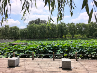 夏日荷塘绿意盎然
