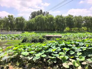 夏日荷塘田园风光